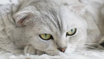 PG电子登录入口-从“程老板”回归“球员程军”：我现在更享受比赛